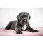 Cane Corso Cane corso So Paulo So Paulo