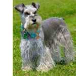 Schnauzer Miniatura (ano) schnauzer So Paulo So Paulo