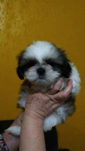 Shih Tzu  Machos e Fmeas  a pronta entrega