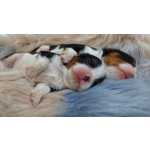 Cavalier King Charles Cavalier King Charles Spaniel Terras Anjos Aveiro Ovar