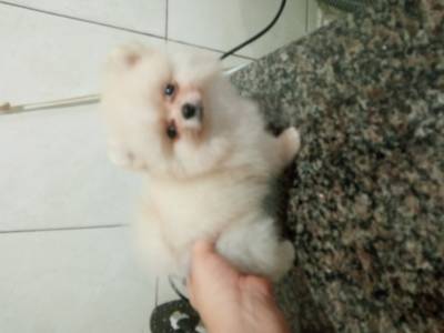 Spitz Alemo lulu da pomerania ano macho creme RJ