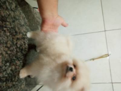 Spitz Alemo lulu da pomerania ano macho creme RJ