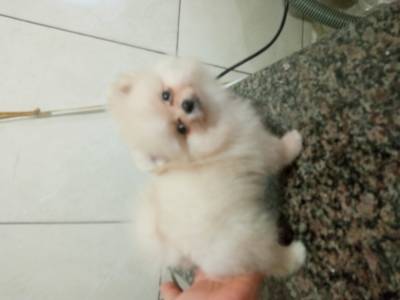 Spitz Alemo lulu da pomerania ano macho creme RJ