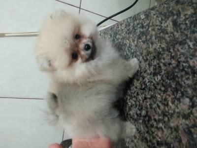 Spitz Alemo lulu da pomerania ano macho laranja