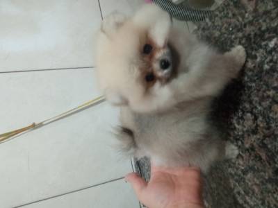 Spitz Alemo lulu da pomerania ano macho laranja