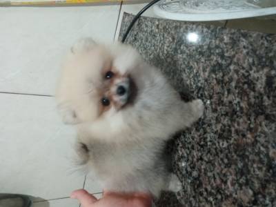 Spitz Alemo lulu da pomerania ano macho laranja