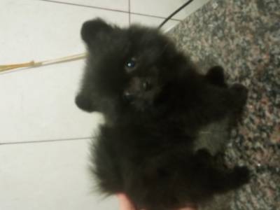 Spitz Alemo lulu da pomerania ano macho preto RJ