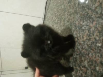 Spitz Alemo lulu da pomerania ano macho preto RJ