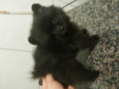 Spitz Alemo lulu da pomerania ano macho preto RJ