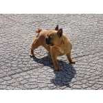 Bulldog Francs Fmea Bulldog francs com LOP Braga Vieira Do Minho