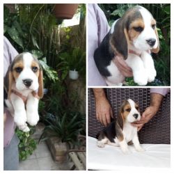 Beagle Beagle cantinho vale do lis  Leiria Monte Real E Carvide LEIRIA
