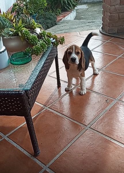 Beagle cantinho vale do lis