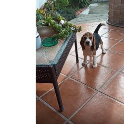 Beagle Beagle cantinho vale do lis  Leiria Monte Real E Carvide LEIRIA