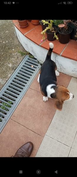 Beagle cantinho vale do lis