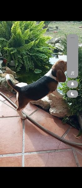 Beagle cantinho vale do lis