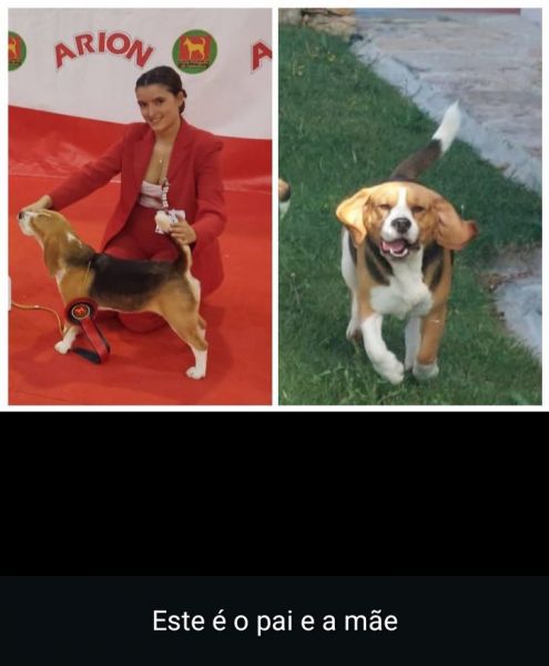 Beagle cantinho vale do lis