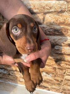 BASSET MINI TECKEL LINDOS CHOCOLATE ALERQUIM MACHOS PARC DEZ X ENTREGO HOJE PRESENTO CHAMA NO ZAP