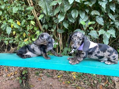 BASSET MINI TECKEL LINDOS CHOCOLATE ALERQUIM MACHOS PARC DEZ X ENTREGO HOJE PRESENTO CHAMA NO ZAP