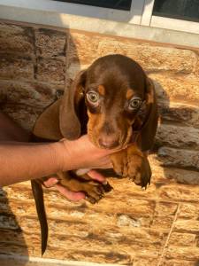 BASSET MINI TECKEL LINDOS CHOCOLATE ALERQUIM MACHOS PARC DEZ X ENTREGO HOJE PRESENTO CHAMA NO ZAP