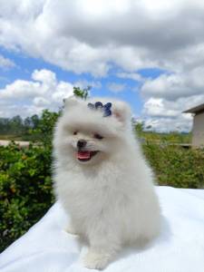 Lulu da Pomernia branco neve ano ursinho spitz ano macho e femea pedigree baby face