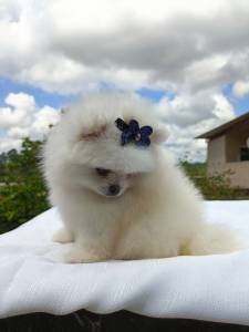 Lulu da Pomernia branco neve ano ursinho spitz ano macho e femea pedigree baby face