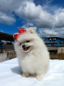 Lulu da Pomernia branco neve ano ursinho spitz ano macho e femea pedigree baby face