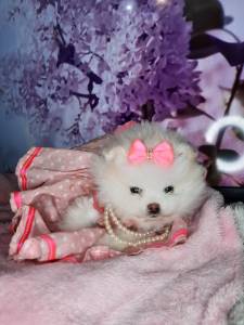 Lulu da Pomernia branco neve ano ursinho spitz ano macho e femea pedigree baby face