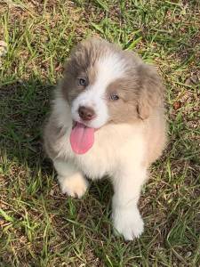 Filhotes de border collie