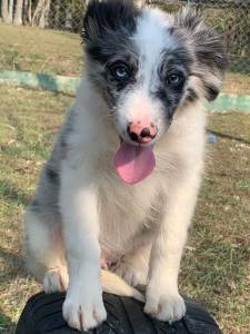 Filhotes de border collie