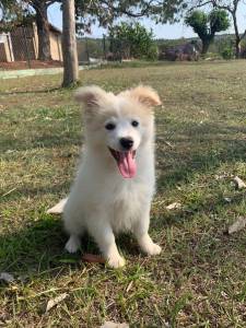 Filhotes de border collie