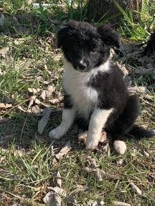 Filhotes de border collie