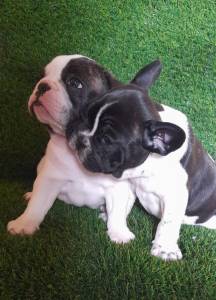 BULLDOG FRANCES FEMEAS BRANCO E PRETO