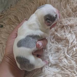 BULLDOG FRANCES BLUE PIED MENININHA