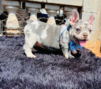 BULLDOG FRANCES   EXOTICO BLUE MERLE DE OLHOS AZUIS