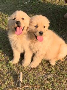 Filhotes de golden retriever machos e fmeas