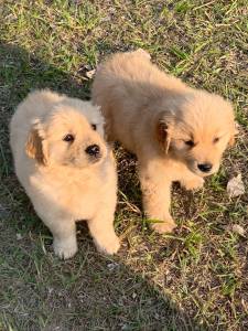 Filhotes de golden retriever machos e fmeas