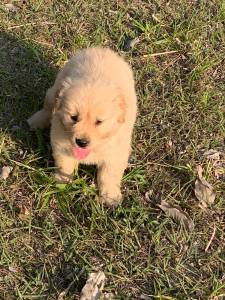 Filhotes de golden retriever machos e fmeas