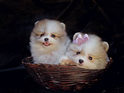 Filhotes Spitz alemo - Lulu da Pomerania