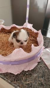 Filhote de Shih Tzu