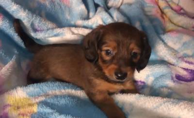 Dachshund pelo longo filhotes disponveis Canil Enchantress