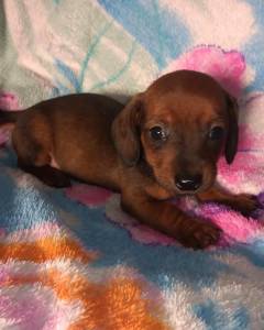 Dachshund pelo curto filhotes disponveis Canil Enchantress