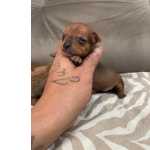 Pinscher Ano Pinscher miniatura lindos filhotes disponveis canil Enchantress