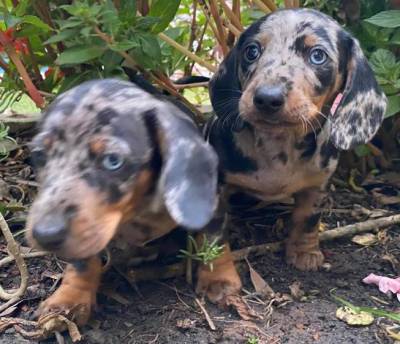 BASSET MINI TECKEL ALERQUIM CHOCOLATE MACHOS ENTREGO HOJE