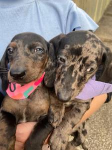 BASSET MINI TECKEL ALERQUIM CHOCOLATE MACHOS ENTREGO HOJE