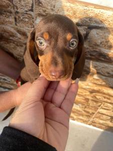 BASSET MINI TECKEL ALERQUIM CHOCOLATE MACHOS ENTREGO HOJE