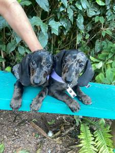 BASSET MINI TECKEL ALERQUIM CHOCOLATE MACHOS ENTREGO HOJE