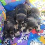 Schnauzer Miniatura (ano) Filhotes fmeas e machos So Paulo Santa Isabel