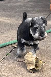 Schnauzer Miniatura sal y pimienta