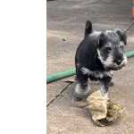 Schnauzer Miniatura Schnauzer Miniatura sal y pimienta