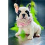 Bulldog Francs Bulldog frances padro da raa   o nosso forte todas as cores
